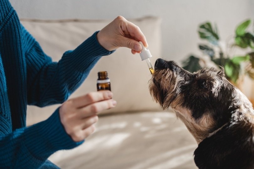 The Gamut of CBD Supplements Taking Care of the Pets